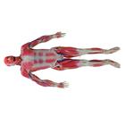 Cadáver sintético SynDaver, masculino, SKU101250, Modelo de musculatura