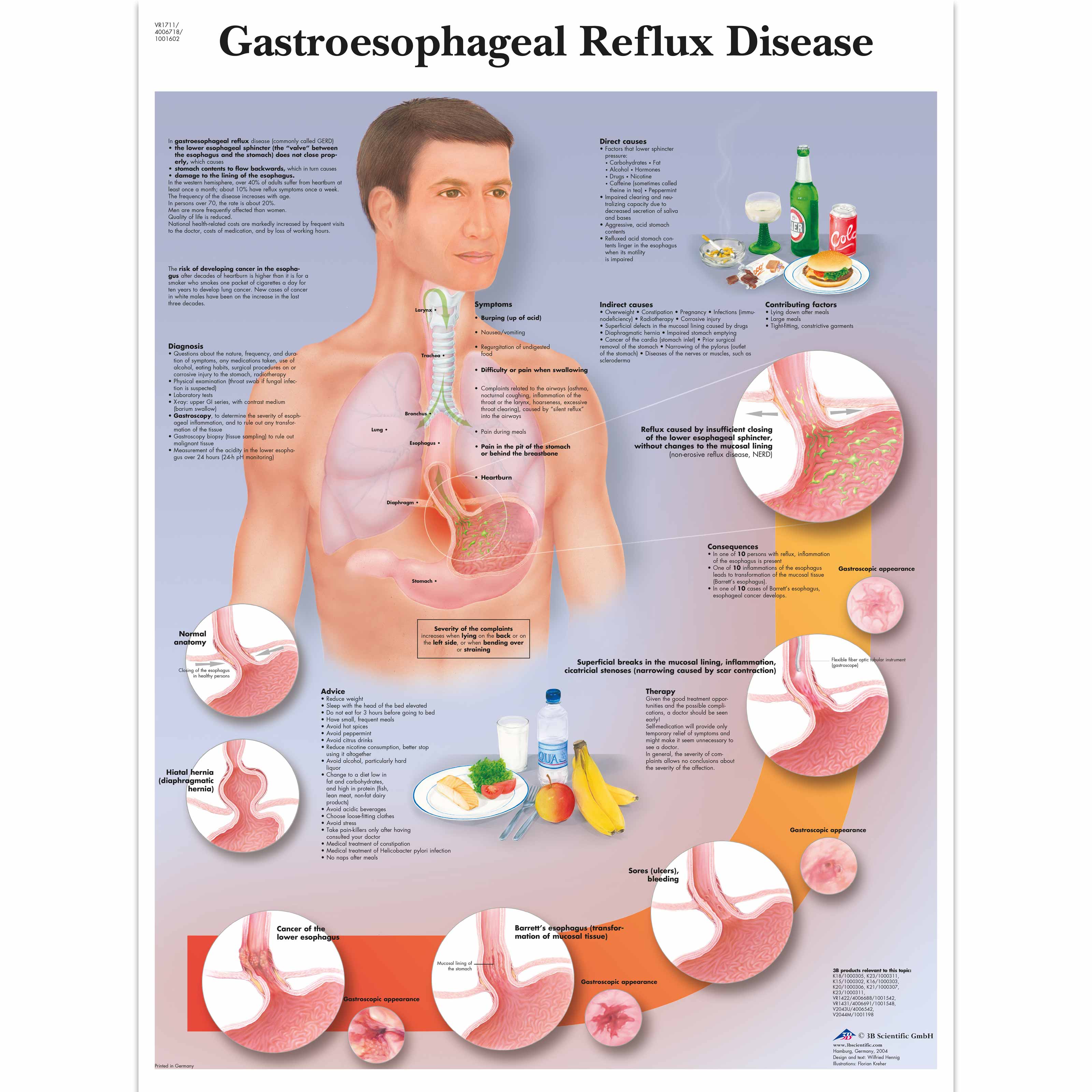 Anatomical Charts and Posters Anatomy Charts Digestive System